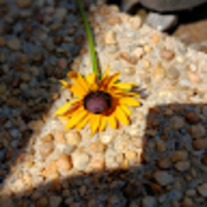 Meet your Posher, Chanel